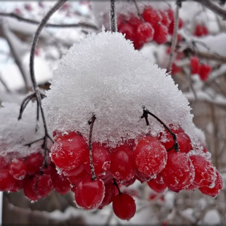 Комплект 5шт / Калина обыкновенная - натуральное средство для здоровья Комплект 5шт / Калина обыкновенная - натуральное средство для здоровья