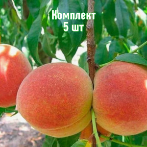 Саженцы Комплект 5шт / Персик Этюдный
