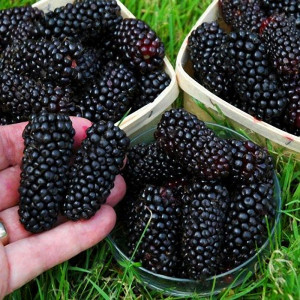 Ежевика Блэк Батт Ежевика Блэк Батт