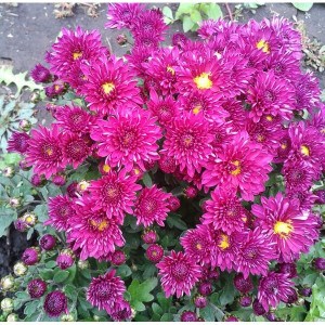 Саженцы Хризантема Сея Пурпур (Мультифлора/Сиреневая)