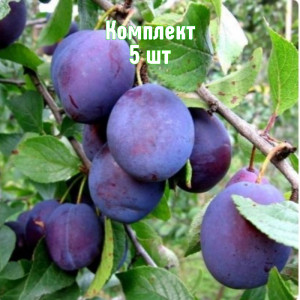 Саженцы Комплект 5шт / Слива Кубанская ранняя