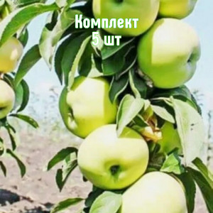Комплект 5шт / Яблоня Белоснежка (колоновидная)