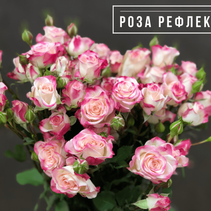 Роза Рефлекс (кустовая) - красота вашего сада Роза Рефлекс (кустовая) - красота вашего сада