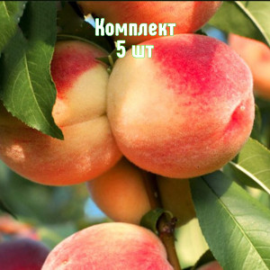 Саженцы Комплект 5шт / Персик Ставропольский розовый
