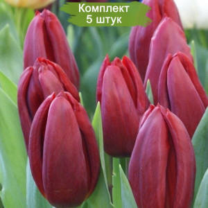 Тюльпан Стронг Лав Тюльпан Стронг Лав